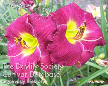 Daylily Food for Thought